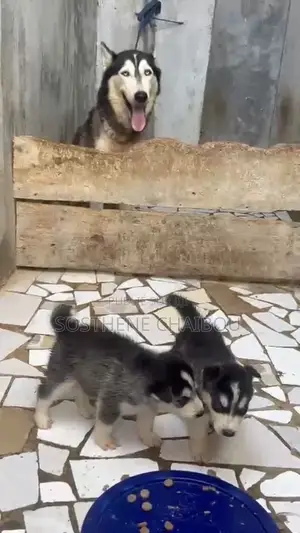 1-3 mois Femme Pure race Siberian Husky