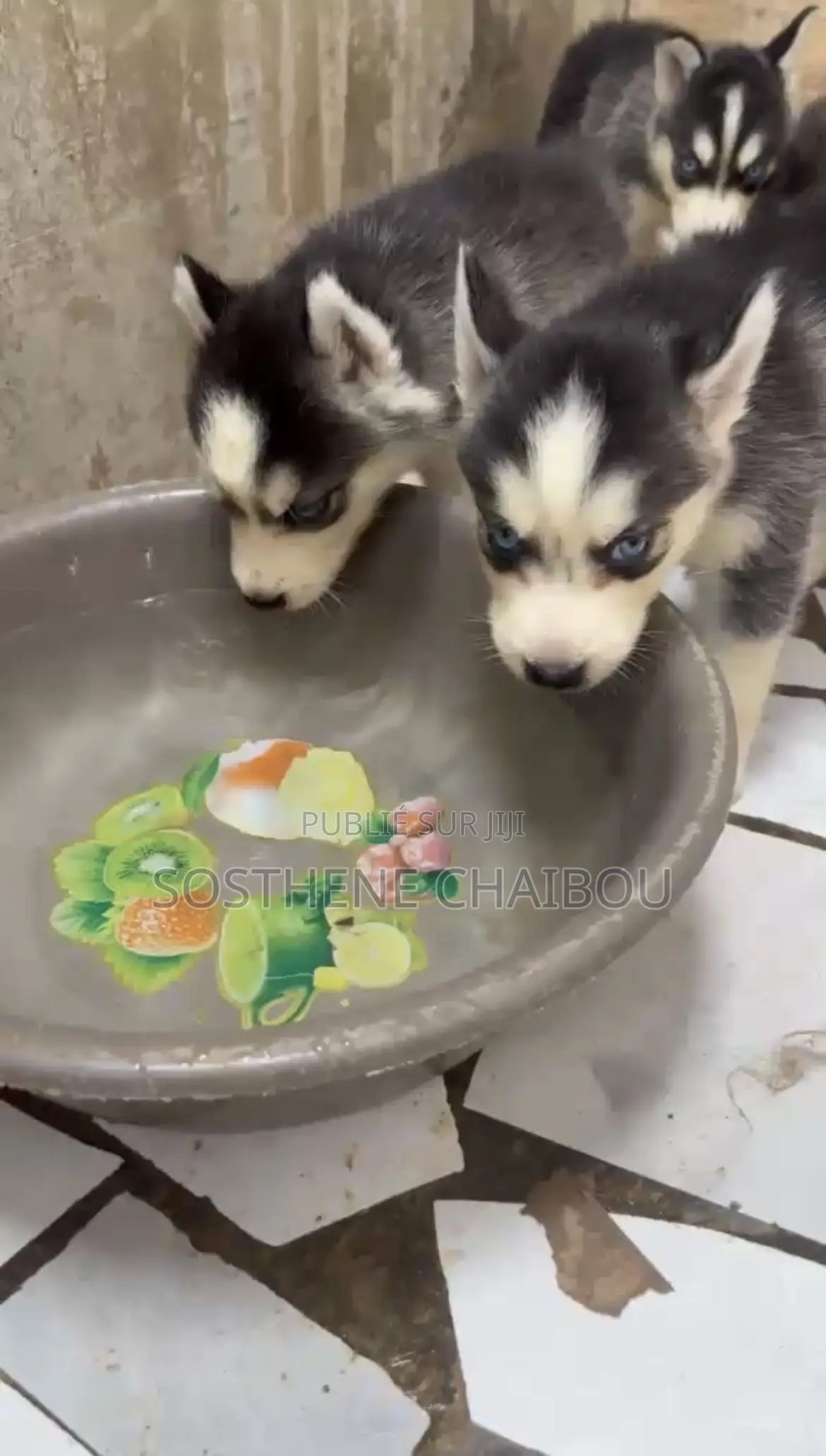 1-3 mois Femme Pure race Siberian Husky