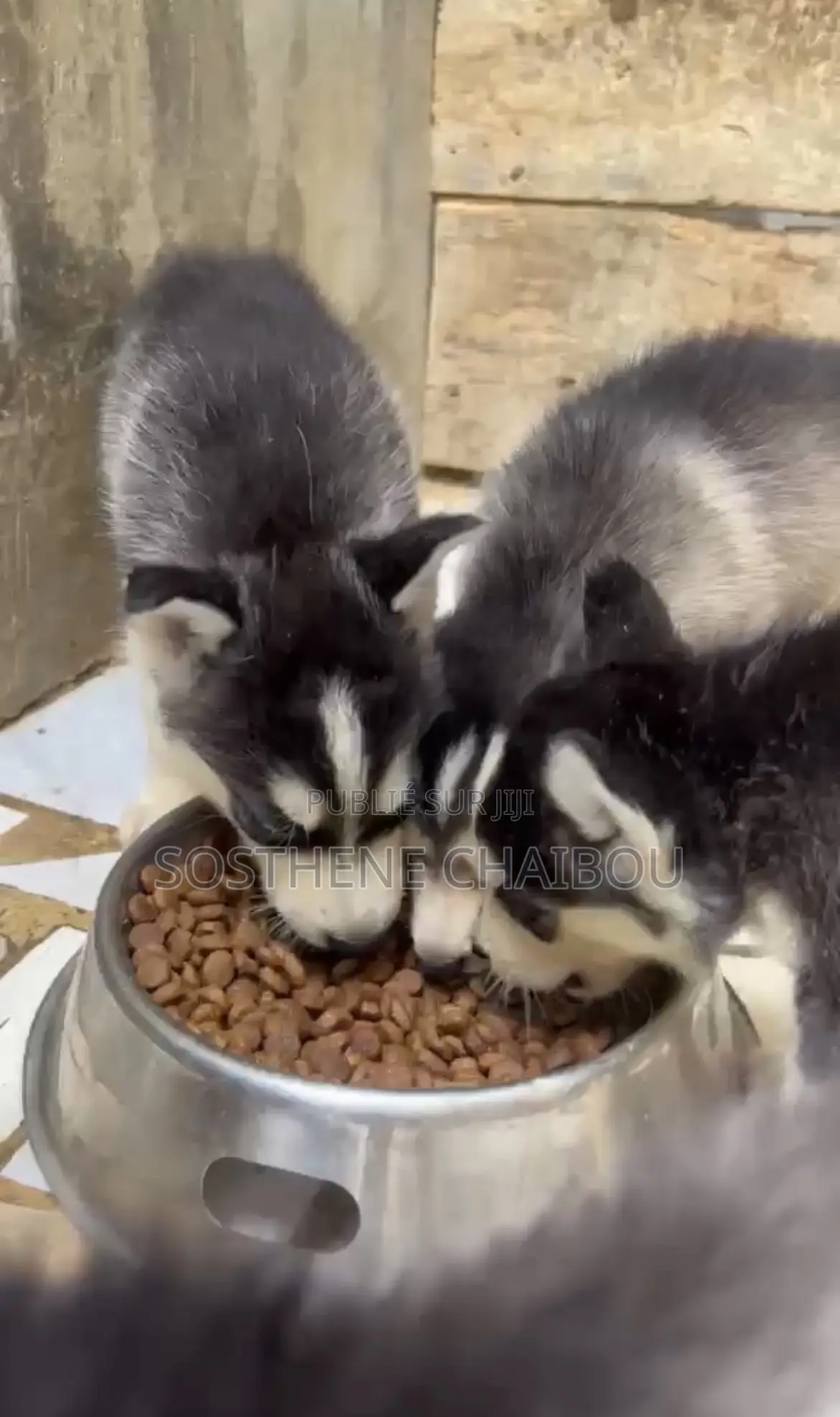 1-3 mois Femme Pure race Siberian Husky