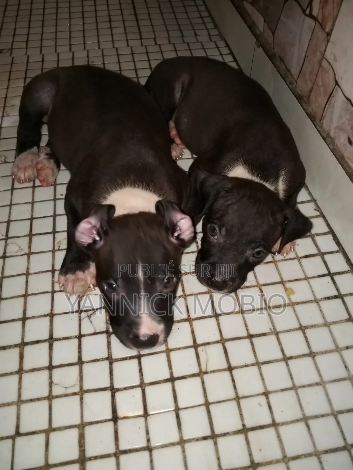 1-3 mois Homme Pure race American Pit Bull Terrier