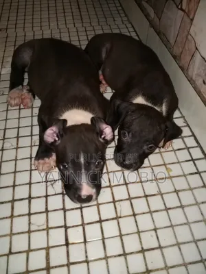 1-3 mois Homme Pure race American Pit Bull Terrier