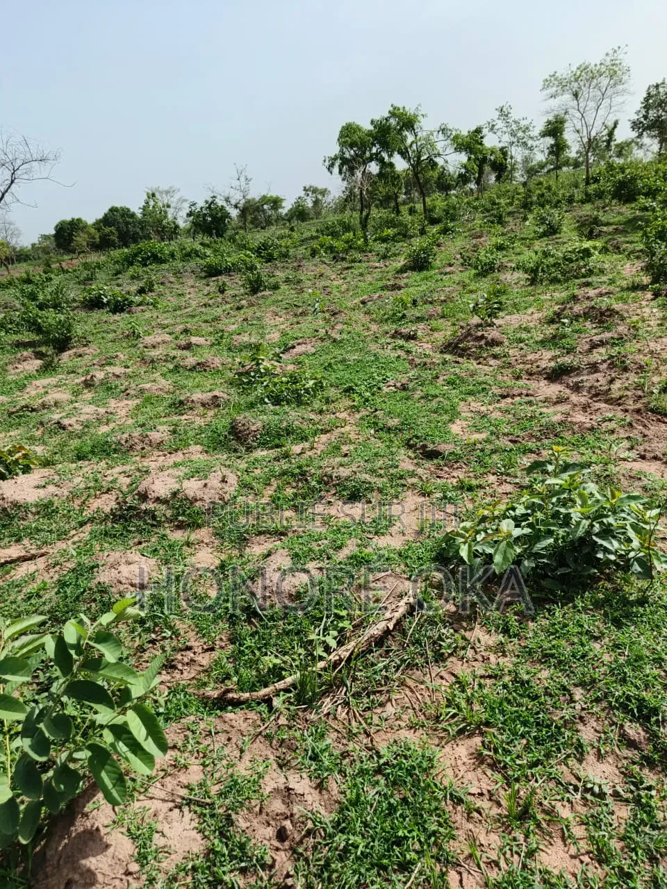Terrain Approuvé en Vente À Bouaké
