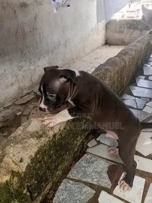1-3 mois Homme Pure race American Pit Bull Terrier