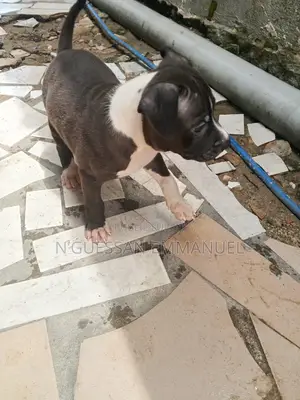 1-3 mois Homme Pure race American Pit Bull Terrier