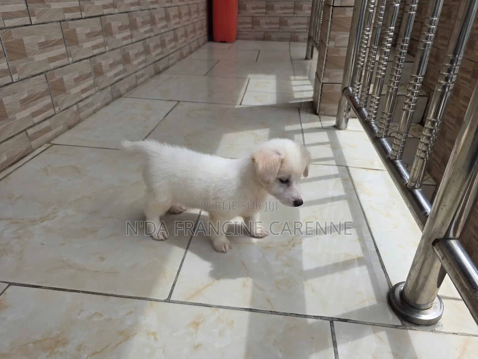 1-3 mois Homme Race mixte Japanese Spitz