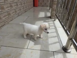 1-3 mois Homme Race mixte Japanese Spitz