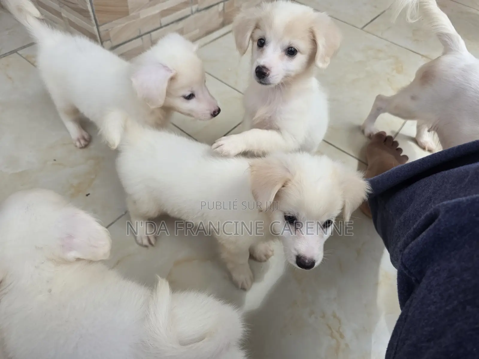 1-3 mois Homme Race mixte Japanese Spitz