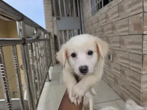 1-3 mois Homme Race mixte Japanese Spitz