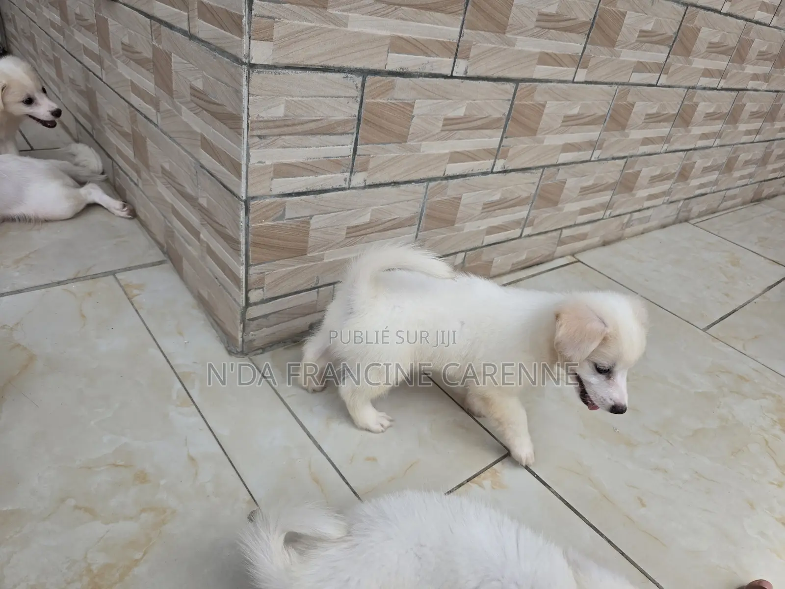 1-3 mois Homme Race mixte Japanese Spitz