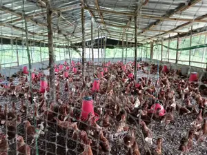 Ferme en Vente À Toumodi
