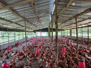 Ferme en Vente À Toumodi