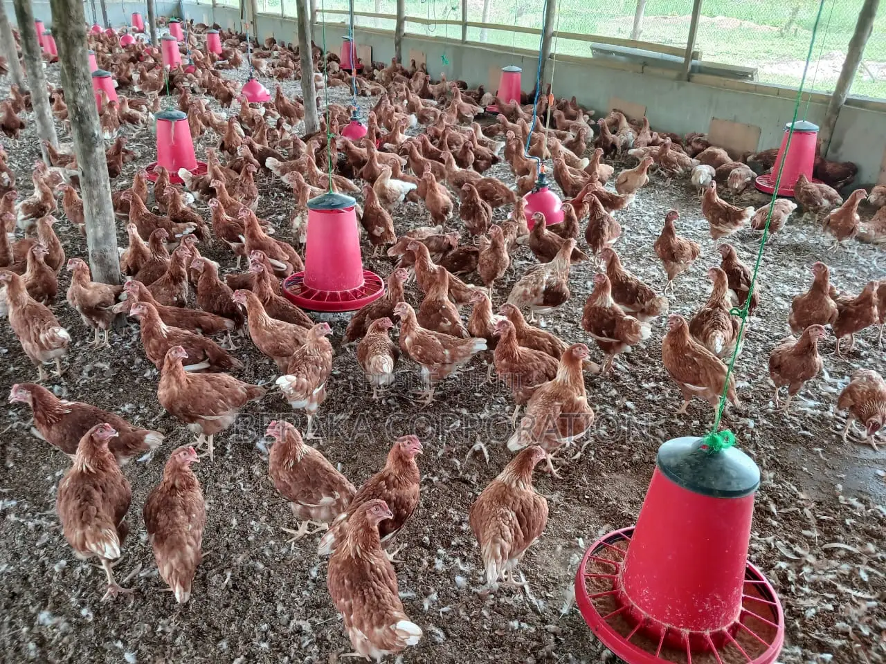 Ferme en Vente À Toumodi