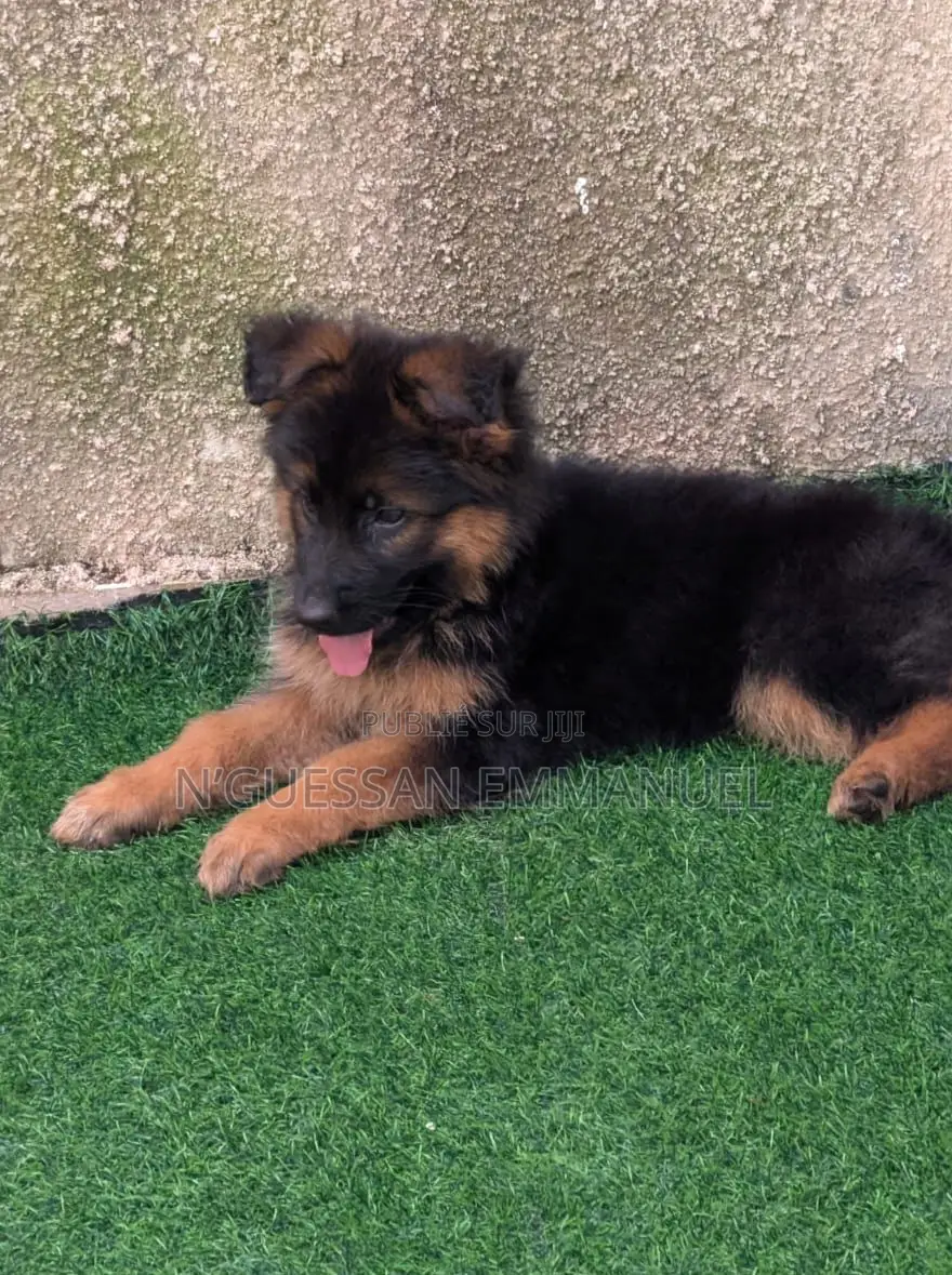 1-3 mois Homme Pure race Belgian Sheepdog