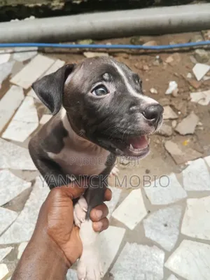 1-3 mois Homme Pure race American Pit Bull Terrier