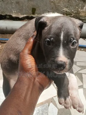 1-3 mois Homme Pure race American Pit Bull Terrier