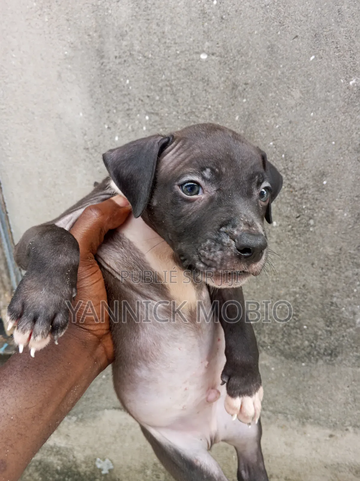 1-3 mois Homme Pure race American Pit Bull Terrier