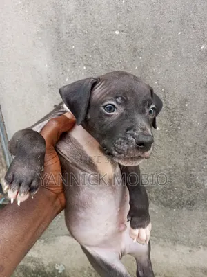 1-3 mois Homme Pure race American Pit Bull Terrier