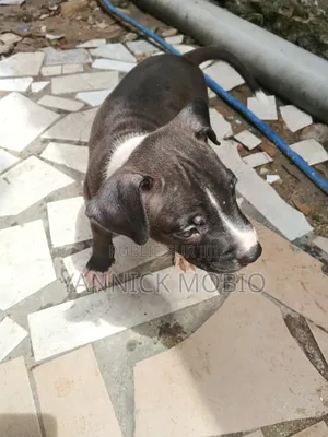 1-3 mois Homme Pure race American Pit Bull Terrier