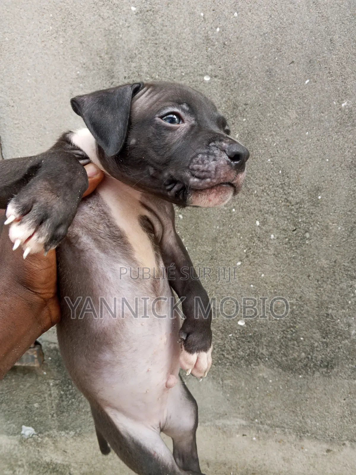 1-3 mois Homme Pure race American Pit Bull Terrier