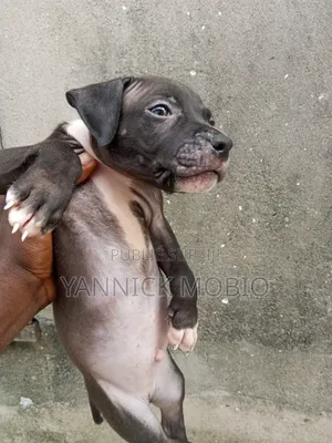 1-3 mois Homme Pure race American Pit Bull Terrier