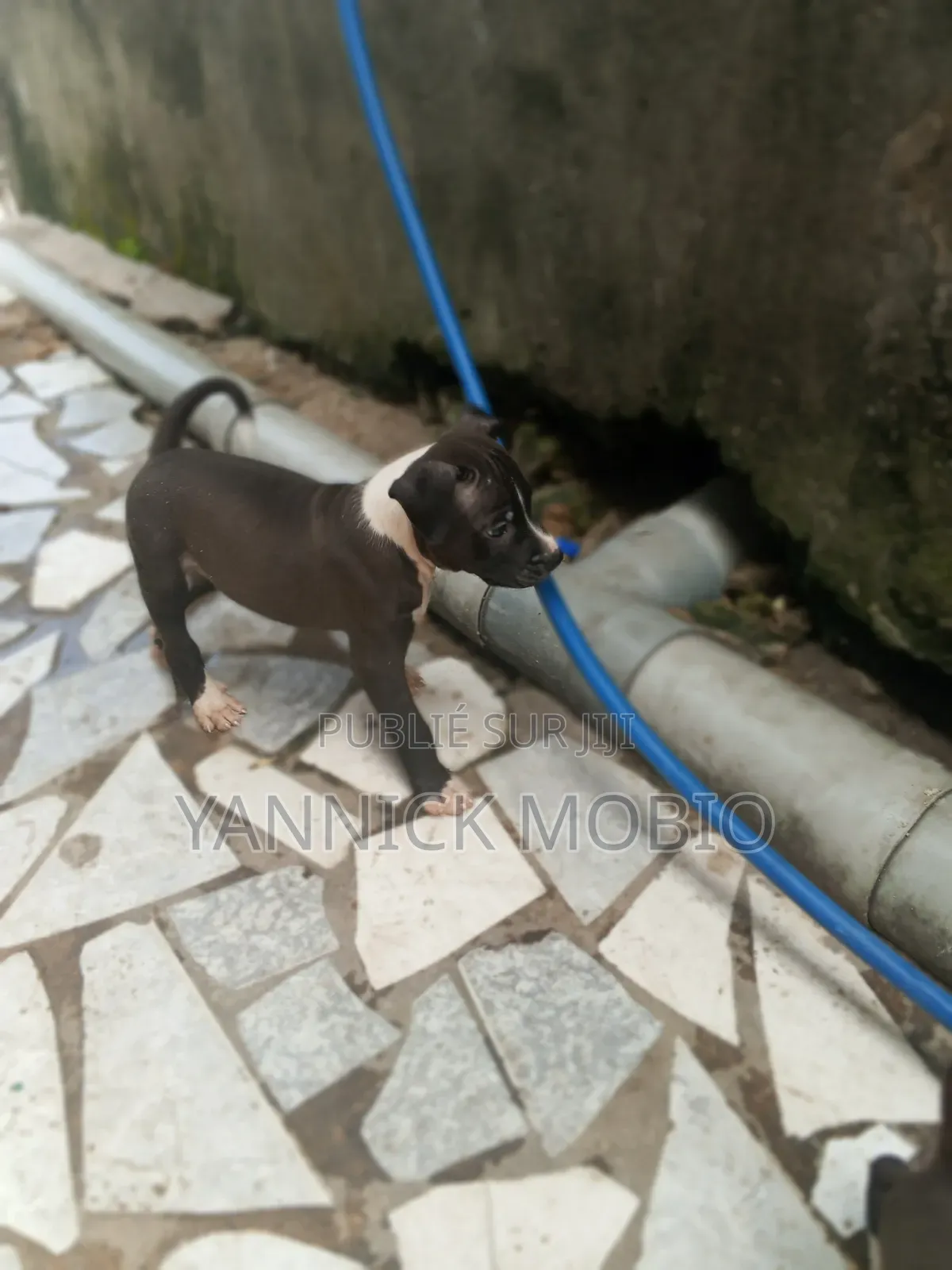1-3 mois Homme Pure race American Pit Bull Terrier