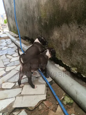 1-3 mois Homme Pure race American Pit Bull Terrier