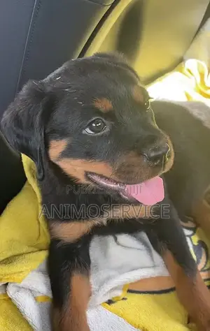1-3 mois Homme Pure race Rottweiler