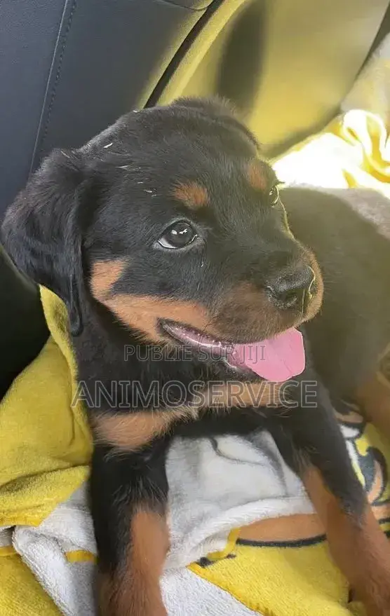1-3 mois Homme Pure race Rottweiler