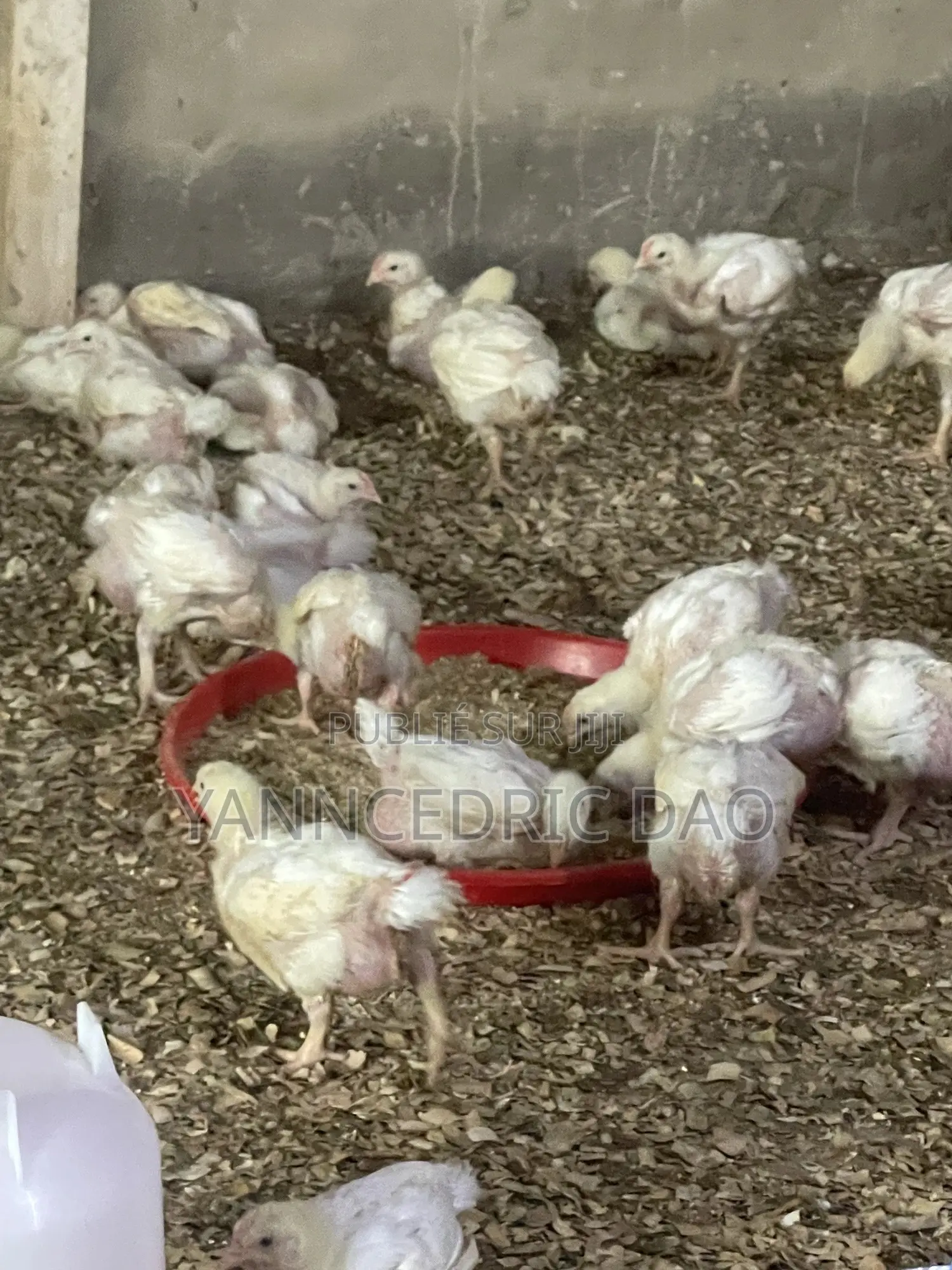 Poussin De Chair Chauffé Et Vacciné Dispo