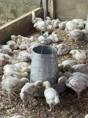 Poussin De Chair Chauffé Et Vacciné Dispo
