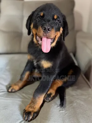 1-3 mois Homme Pure race Rottweiler