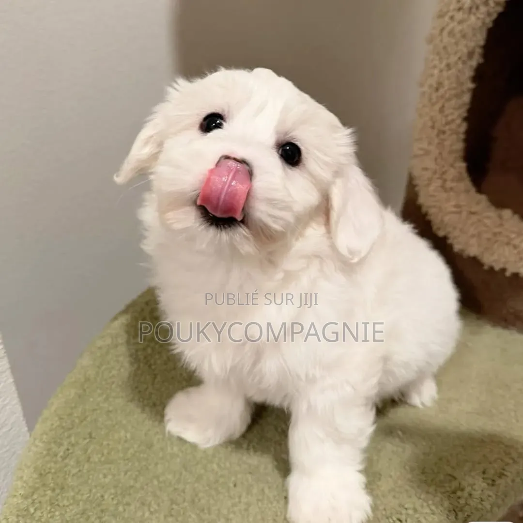 1-3 mois Femme Pure race Maltipoo
