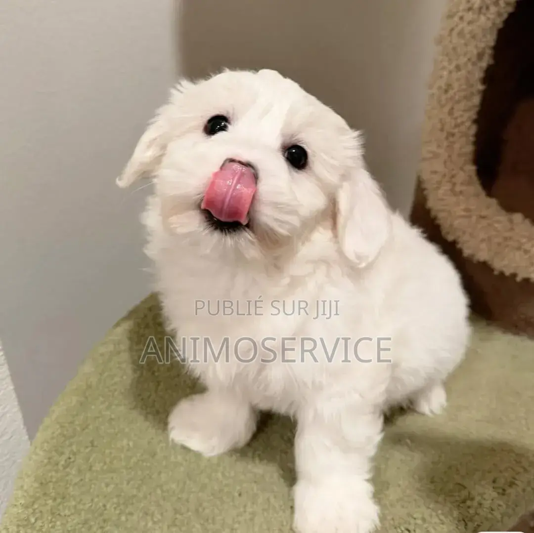1-3 mois Femme Pure race Maltipoo