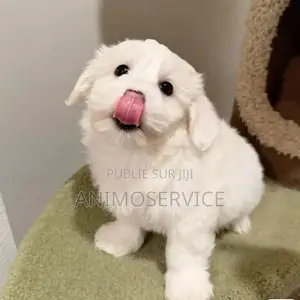 1-3 mois Femme Pure race Maltipoo