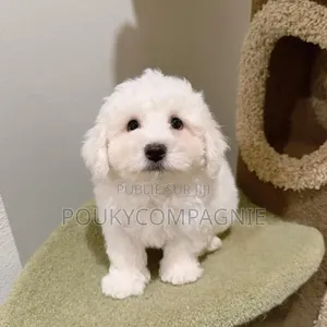 1-3 mois Femme Pure race Maltipoo