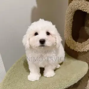 1-3 mois Femme Pure race Maltipoo