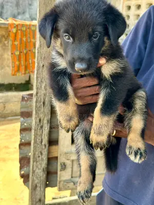 1-3 mois Homme Pure race Belgian Sheepdog
