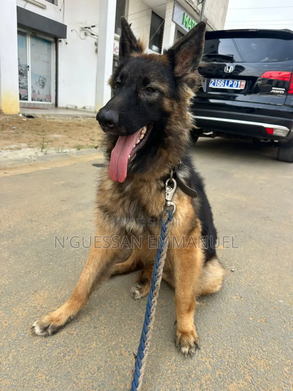 Plus d’un an Femme Pure race Belgian Sheepdog