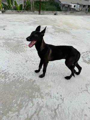 3-6 mois Femme Pure race Belgian Malinois