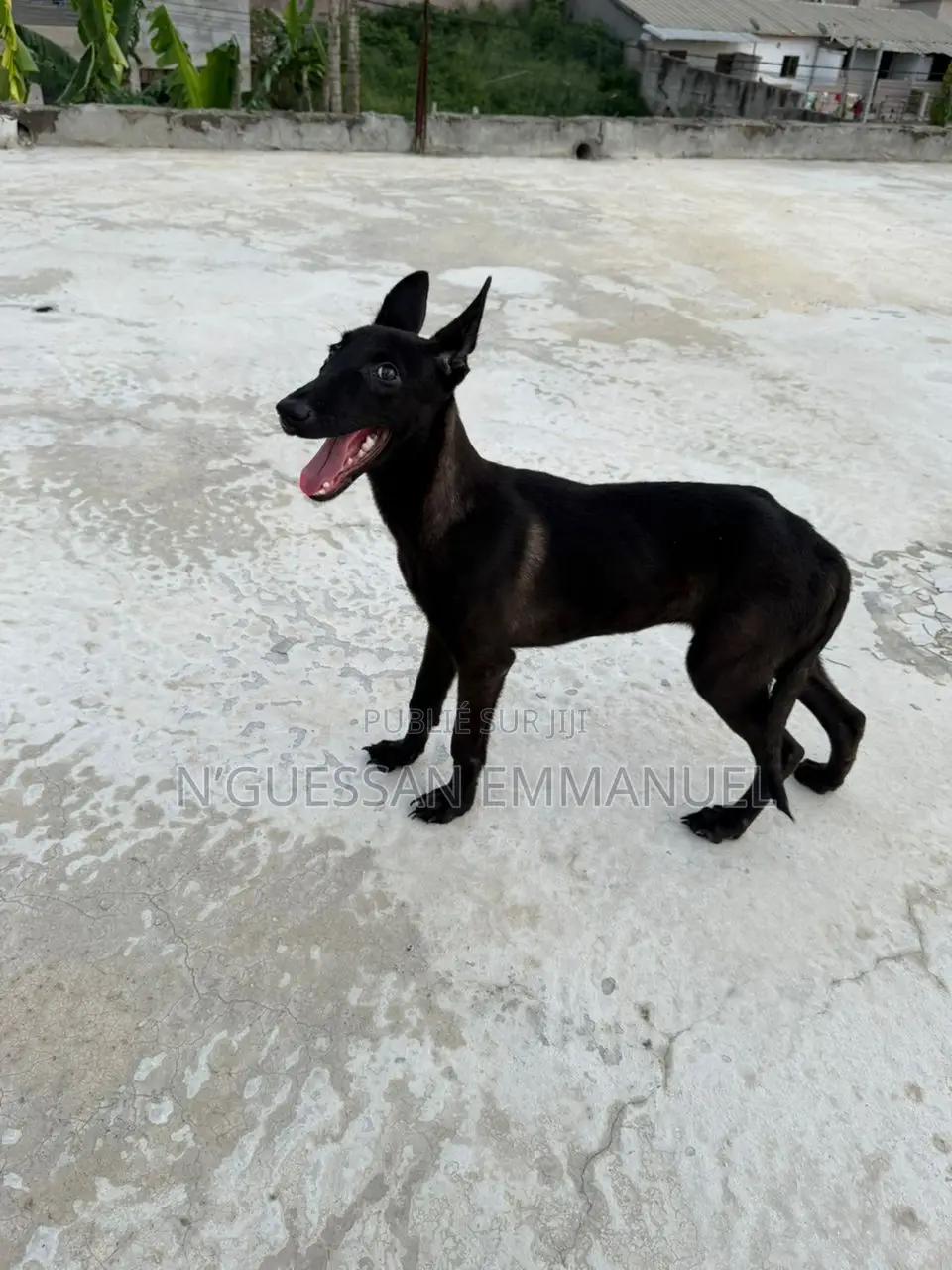 3-6 mois Femme Pure race Belgian Malinois