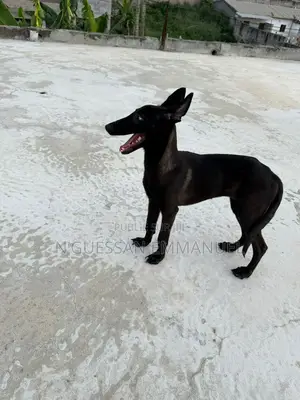 3-6 mois Femme Pure race Belgian Malinois