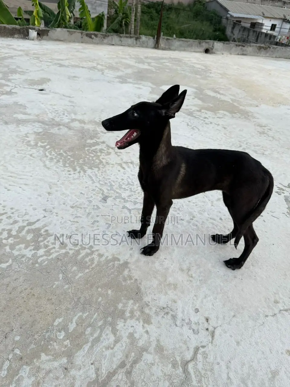 3-6 mois Femme Pure race Belgian Malinois