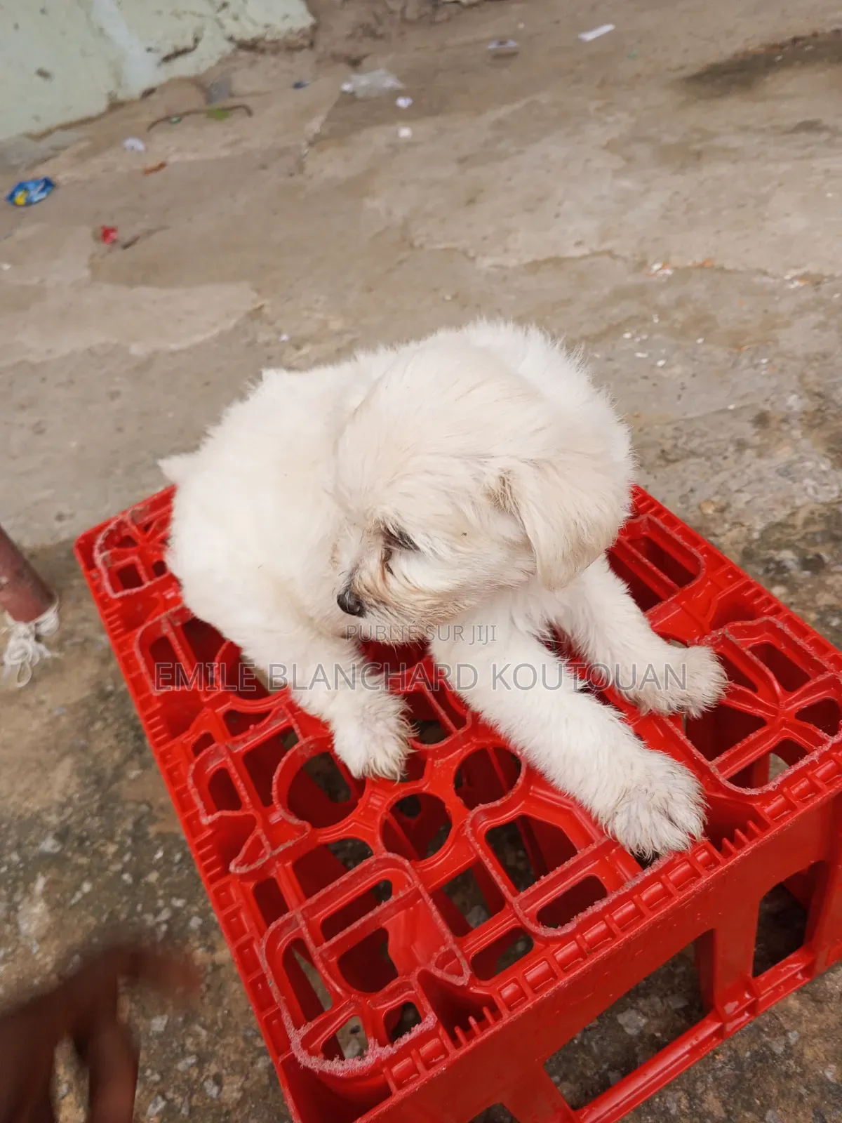 1-3 mois Femme Pure race Bichon Frise