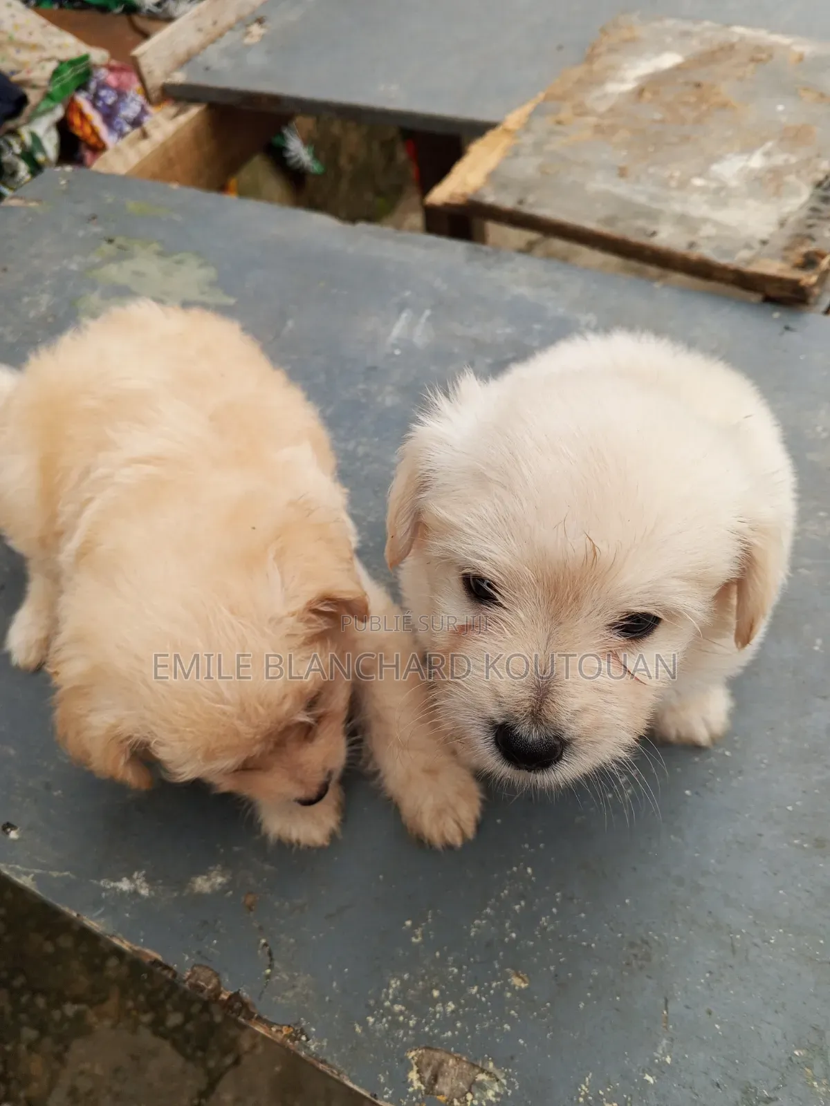 1-3 mois Homme Pure race Bichon Frise