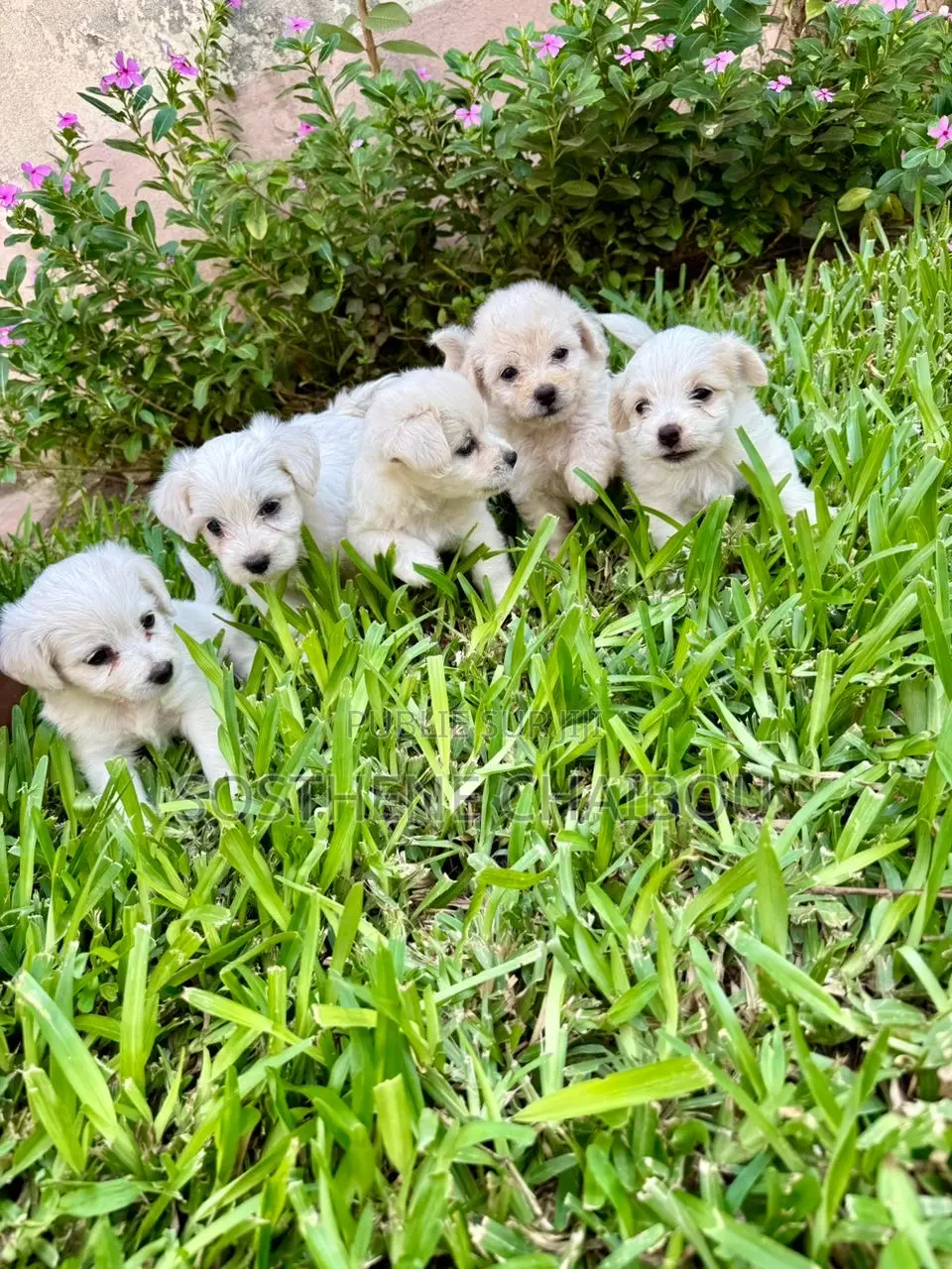 1-3 mois Homme Pure race Bichon Frise