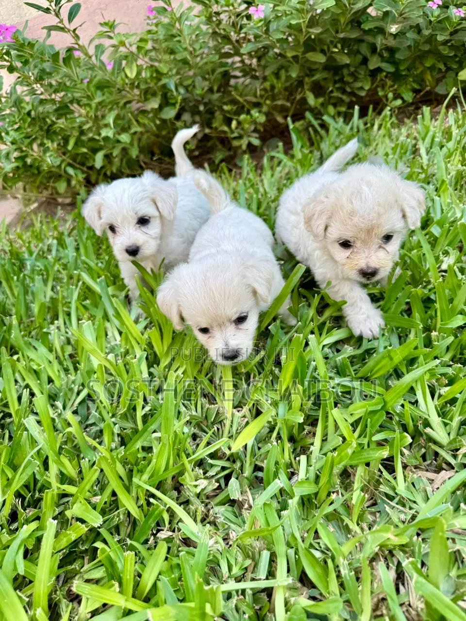 1-3 mois Homme Pure race Bichon Frise