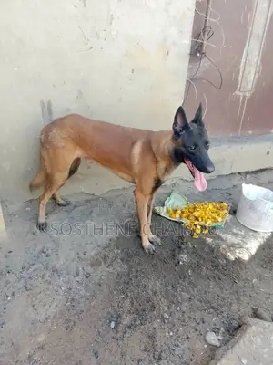 Plus d’un an Homme Pure race Belgian Malinois