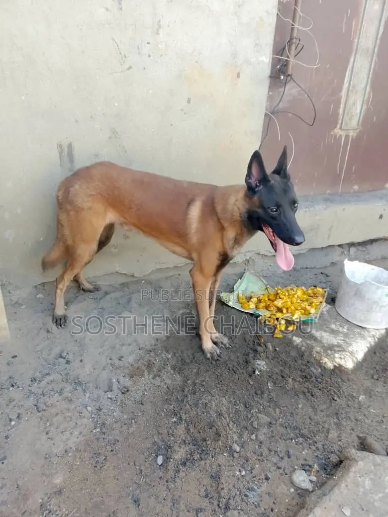 Plus d’un an Homme Pure race Belgian Malinois