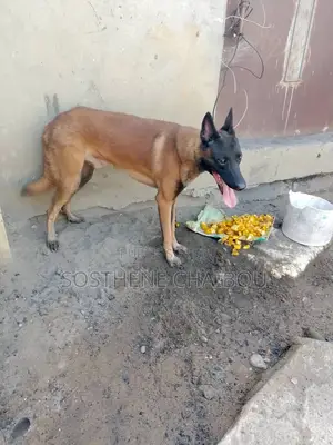 Plus d’un an Homme Pure race Belgian Malinois