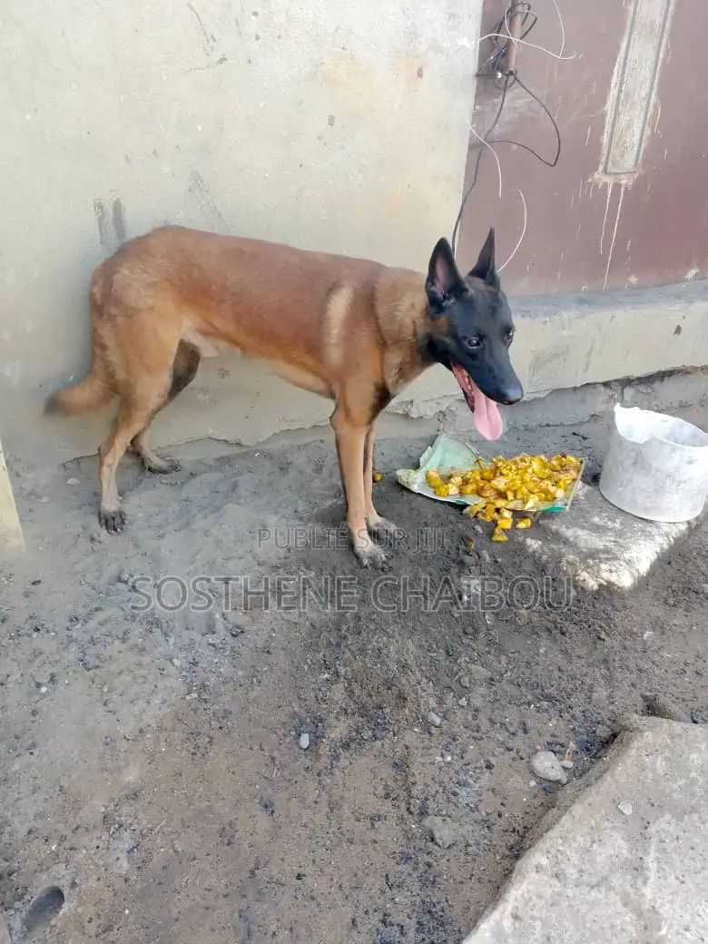 Plus d’un an Homme Pure race Belgian Malinois